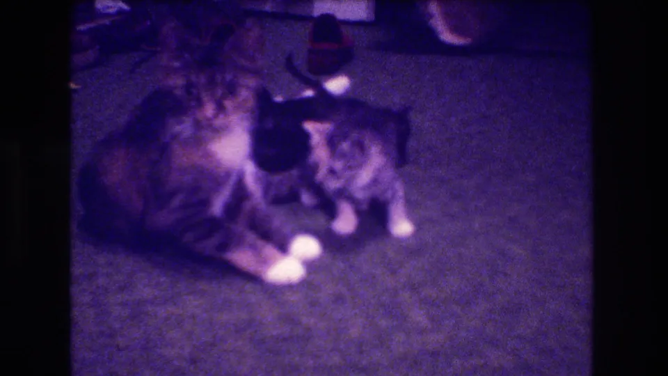 Two kittens continue playing close to a larger cat on a carpeted floor in the Medford, New Jersey home setting.