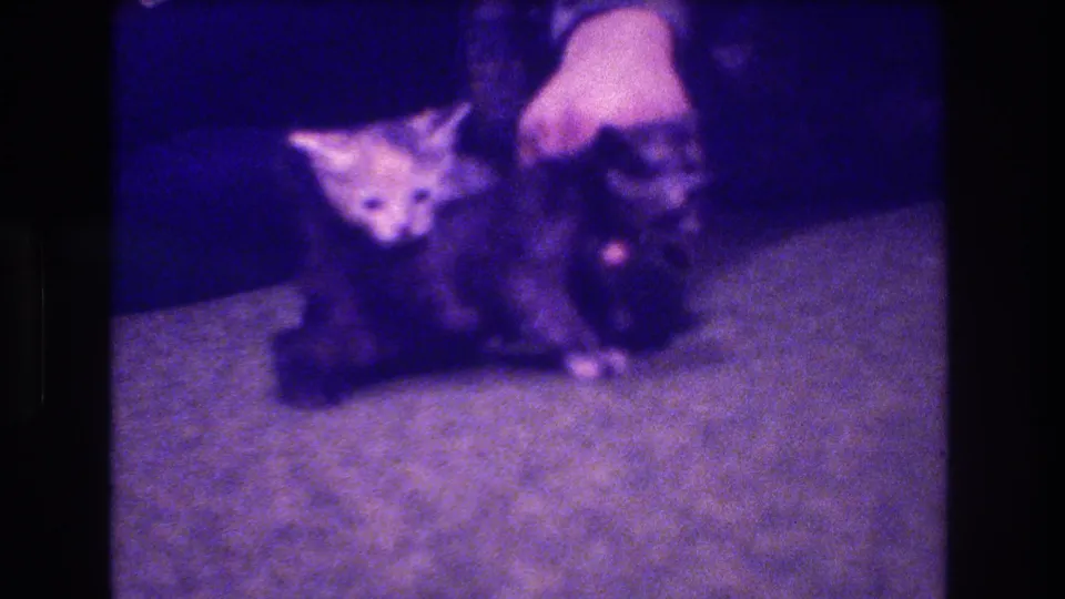 A person’s hand reaches toward the kittens on the carpet, with the animals partly clustered in a dark interior area.