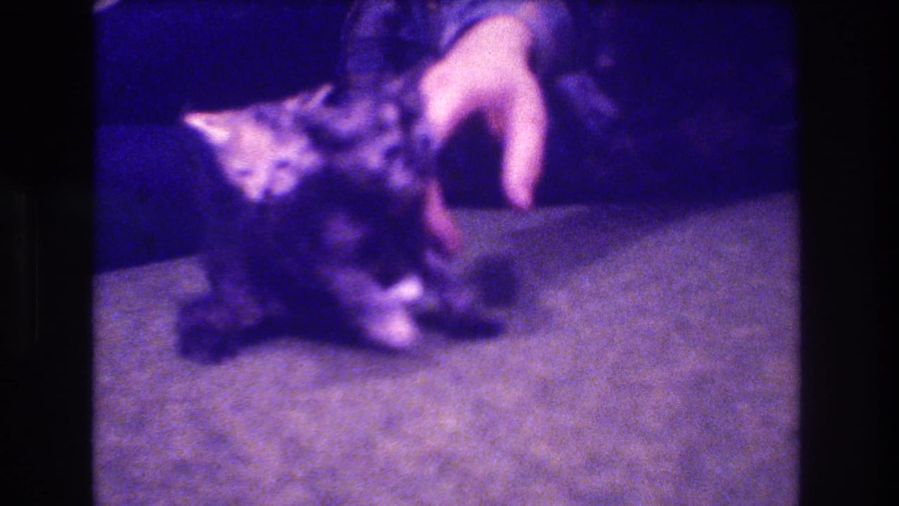 1973 Medford, New Jersey 8mm home-movie frame showing two kittens on a carpeted floor as a person's hand gently touches one of them.