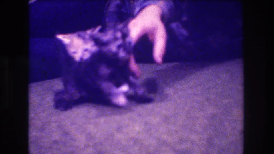 1973 Medford, New Jersey 8mm home-movie frame showing two kittens on a carpeted floor as a person's hand gently touches one of them.