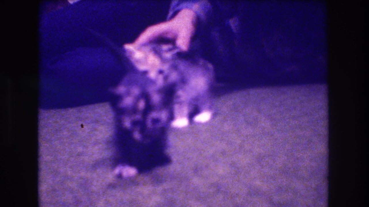 A kitten faces the camera while a hand touches its head and another kitten sits behind it.