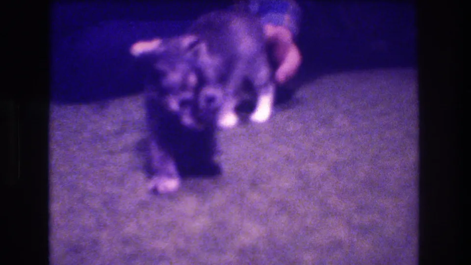 1973 Medford, New Jersey 8mm frame showing a small kitten walking toward the camera while another kitten and a person's hand remain in the background.