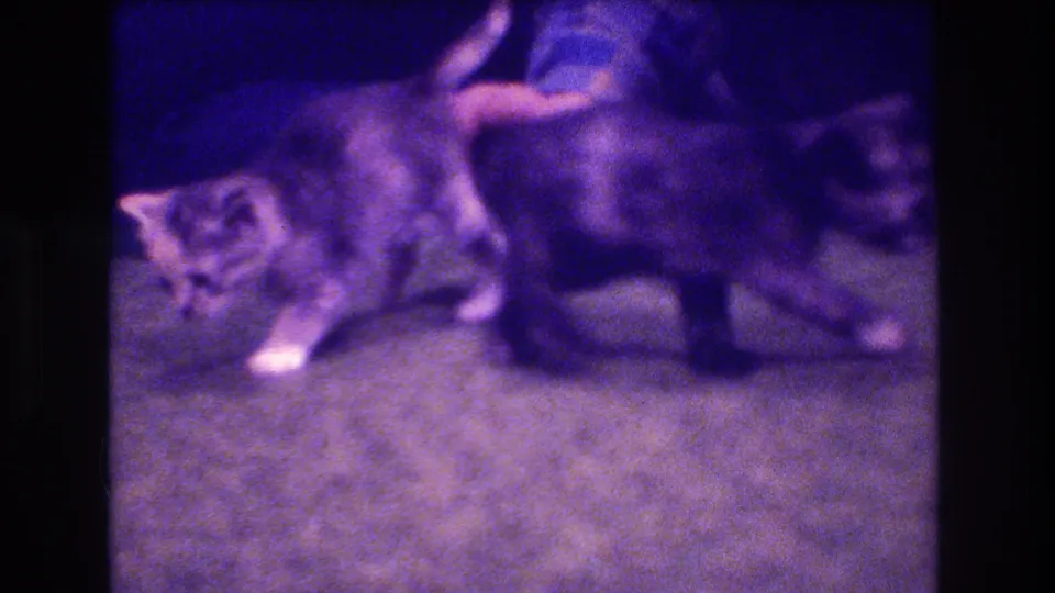1973 Medford, New Jersey home-movie frame showing two kittens moving across a carpeted floor with a person's hand above them in a dim private interior.