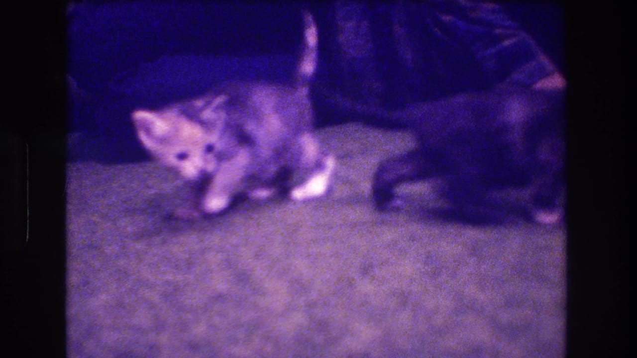 A light tabby kitten with white paws explores a carpeted floor in 1973 Medford, New Jersey home-movie footage, with a person's legs partly visible behind it.