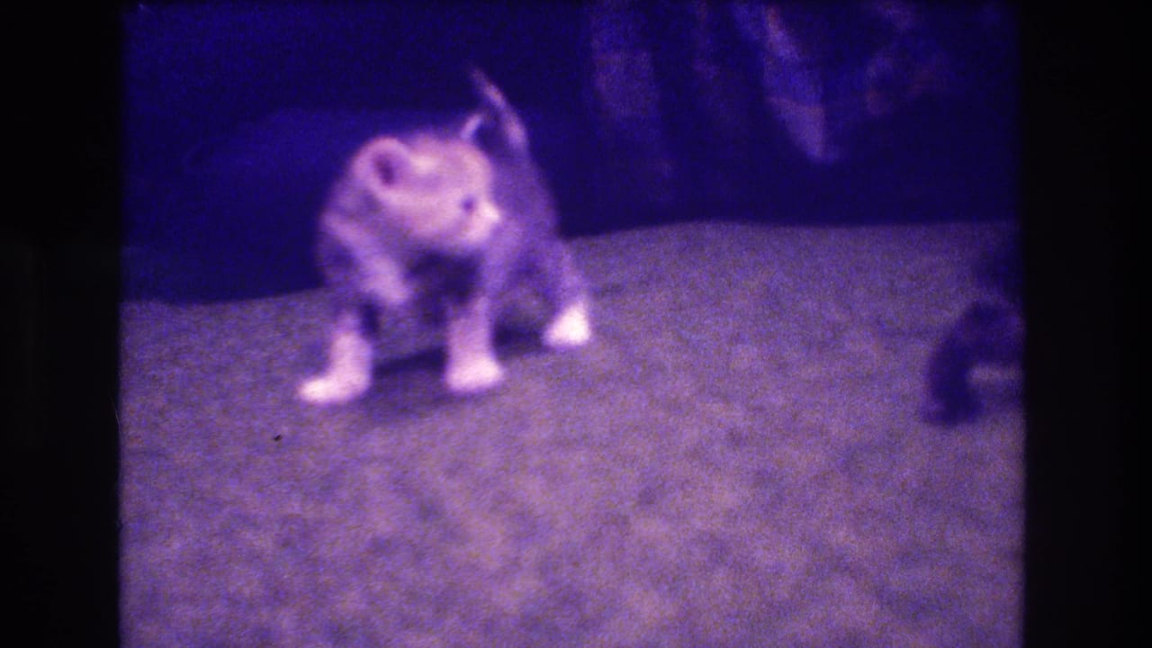 The light-colored kitten pauses on the carpet under dim purplish lighting, with partial adult legs visible in the background of the home interior.