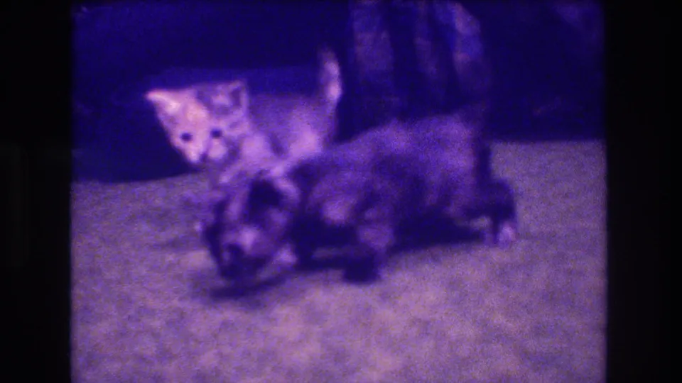 A light kitten watches while a darker kitten moves across the foreground on a carpeted floor in soft, grainy 8mm home-movie footage.