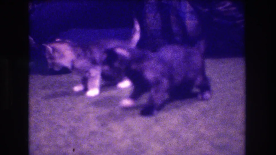 Two baby kittens, one light with white paws and one darker, cross paths on a carpeted floor while a person remains partially visible behind them.