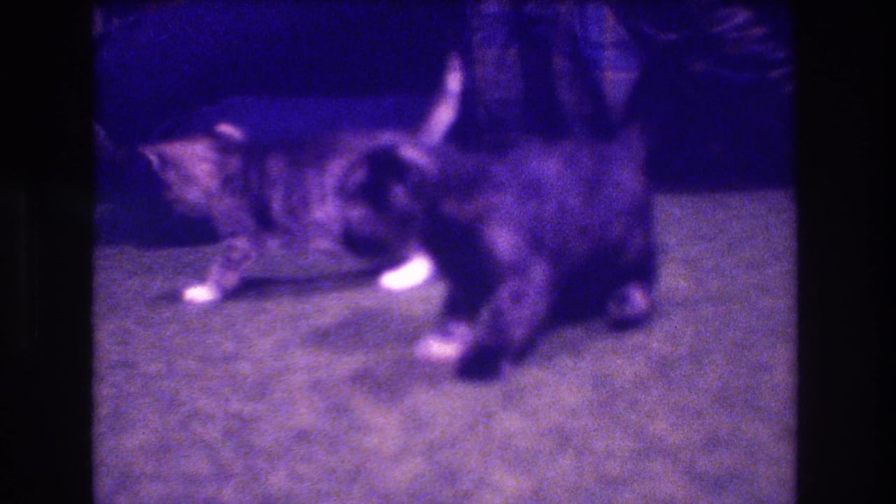 Two kittens play on a carpeted floor near a dark sofa in 1973 Medford, New Jersey home-movie footage with a purple film cast.