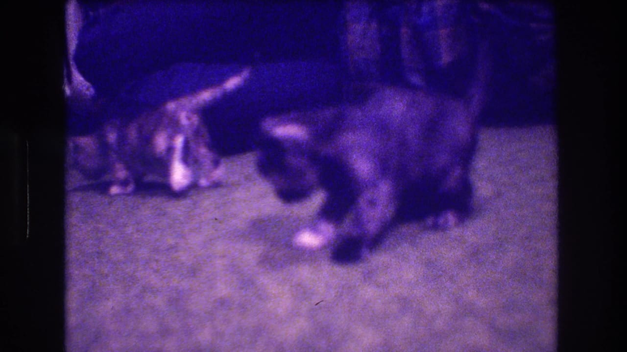 Two kittens close to each other on carpet beside dark furniture.