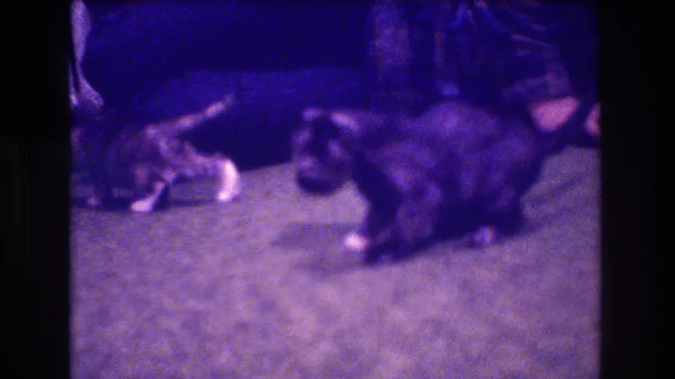 A tabby-and-white kitten and a darker kitten play on the carpet in a dim home interior from the 1973 Medford 8mm clip.