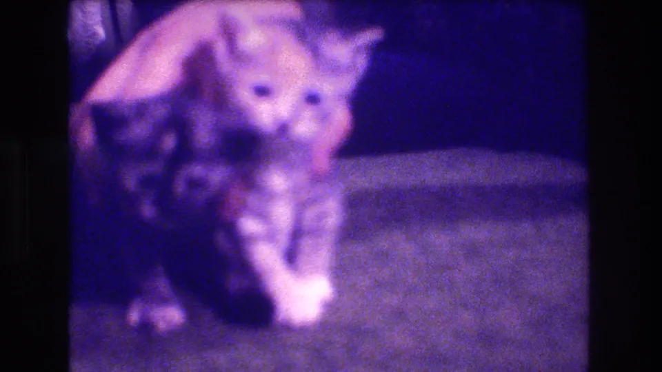 A light-colored kitten faces the camera while another kitten is partly visible nearby on the carpet in the supplied 1973 Medford home-movie footage.
