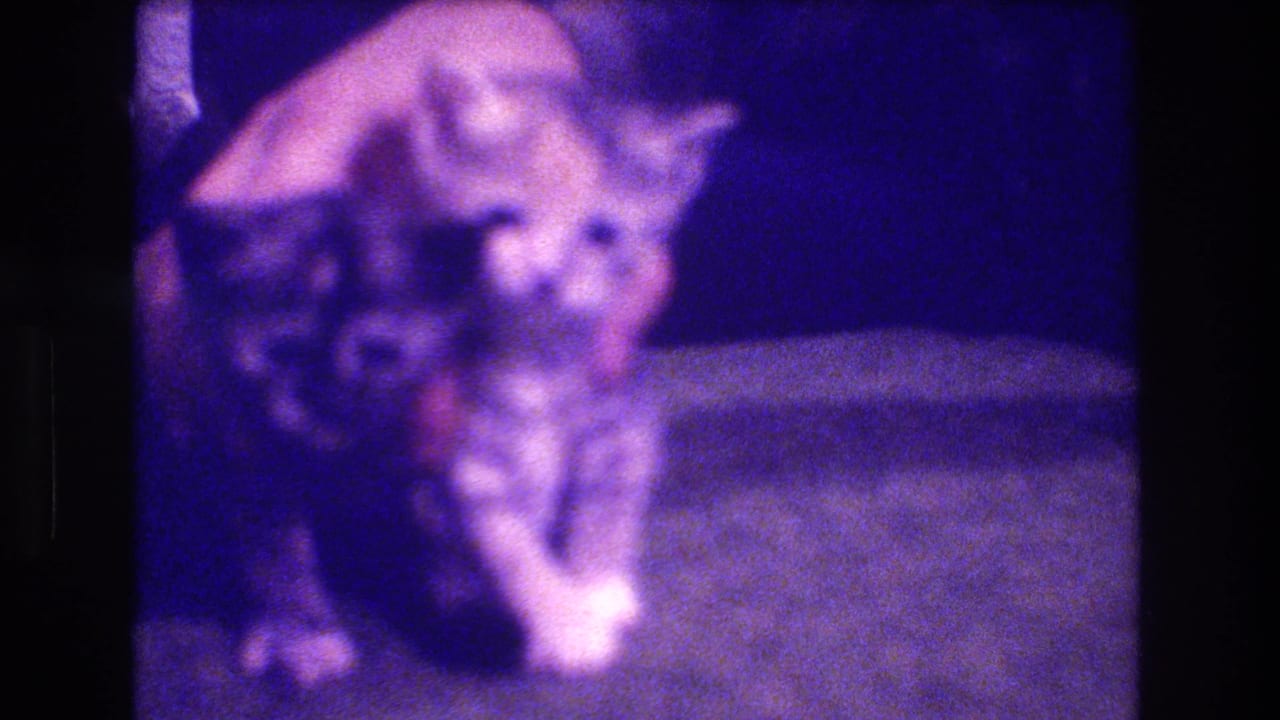 1973 Medford, New Jersey 8mm frame showing a small tabby kitten with white paws standing on a soft indoor surface under a strong purple film cast.