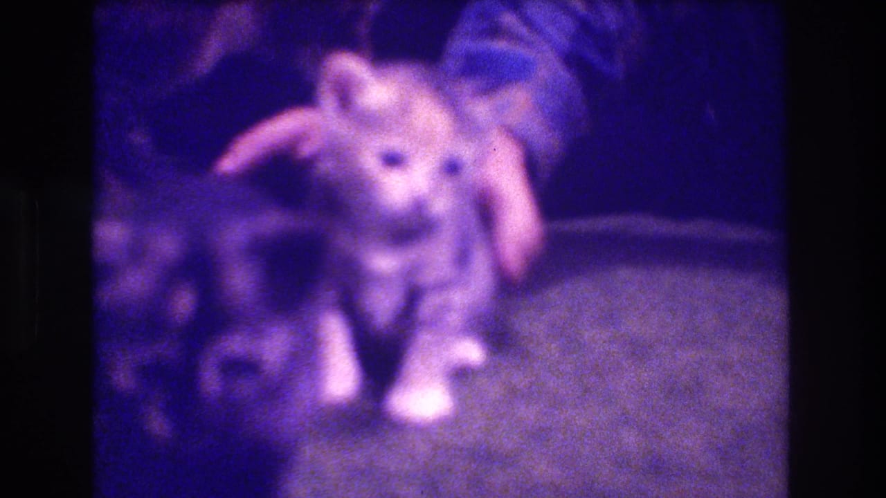 1973 Medford, New Jersey 8mm frame with a small tabby kitten being gently held or posed by a person's hand on a soft indoor surface.