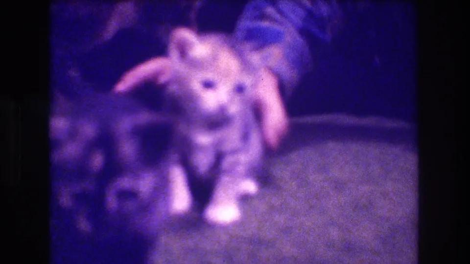1973 Medford, New Jersey 8mm frame with a small tabby kitten being gently held or posed by a person's hand on a soft indoor surface.