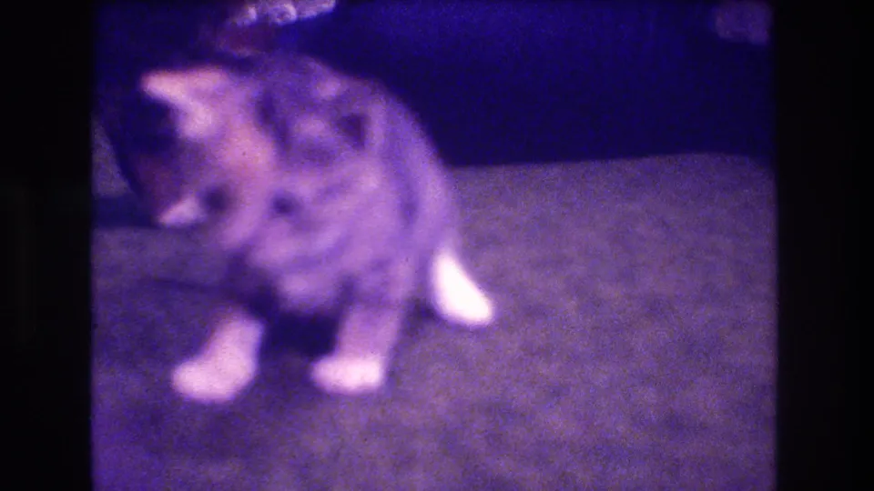 1973 Medford, New Jersey 8mm frame showing the tabby kitten turned partly sideways, with white paws visible against the soft surface and heavy purple film tint.