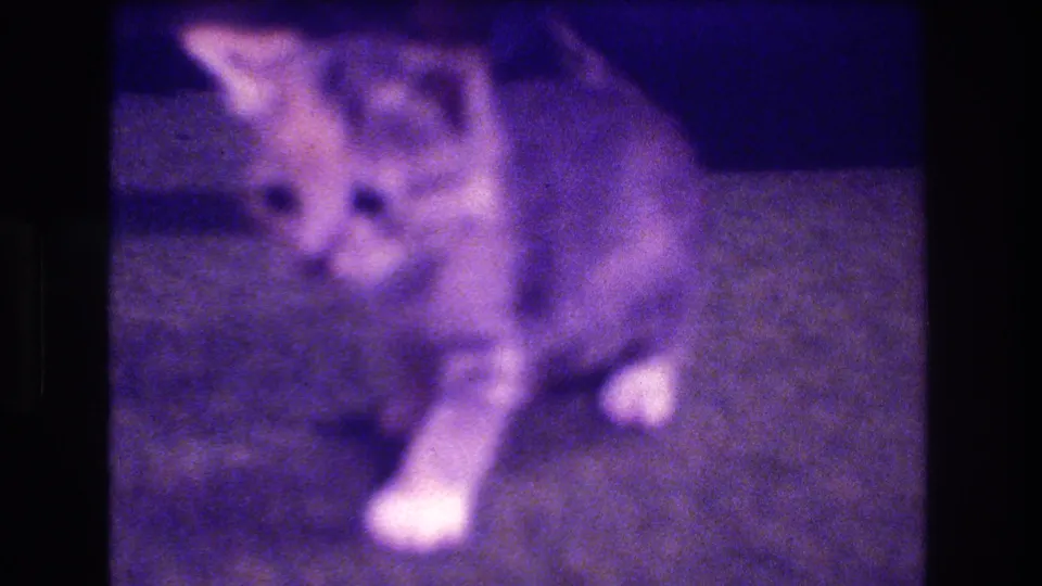 1973 Medford, New Jersey 8mm frame showing the small tabby kitten moving forward while a hand remains partly visible behind it in a soft-focused indoor scene.
