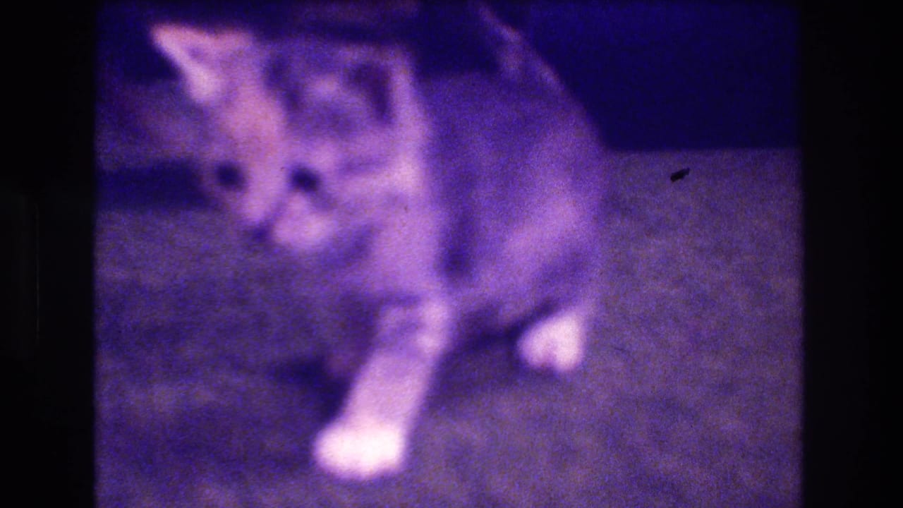 In this 1973 Medford, New Jersey home-movie frame, a tabby kitten with white paws walks across a carpeted room under a strong purple film cast.