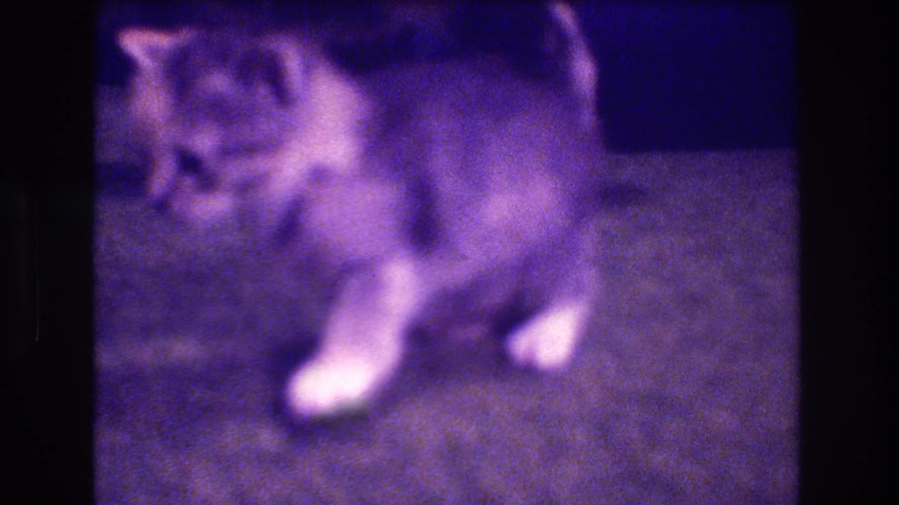 Tabby kitten turning on a carpeted floor.