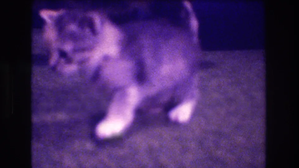 The tabby kitten turns its body on the carpet, with white front paws visible and the room rendered in grainy purple 8mm color.