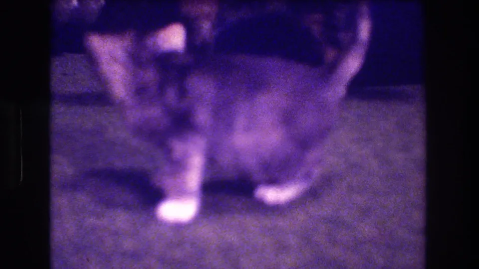A soft-focused 1973 home-movie frame shows the small tabby kitten standing on the carpet, with its white paws and striped body partly blurred by motion.