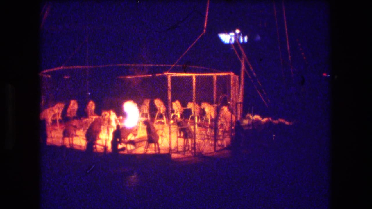A tiger moves near a handler in the fenced circus ring while a bright flame dominates the center of the 1974 Boston night footage.