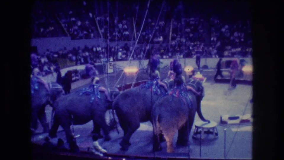 1974 Boston 8mm frame showing several elephants closer to the camera in the indoor circus ring, with handlers, props, audience seating, and rigging visible around them.