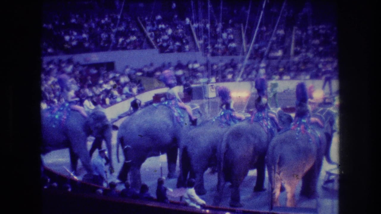 A line of elephants stands and turns in the arena with riders on their backs.
