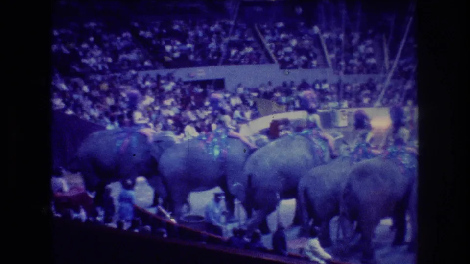 The home-movie view shows multiple elephants moving along the circus ring edge in a purple-tinted indoor arena, with riders and handlers partly visible.