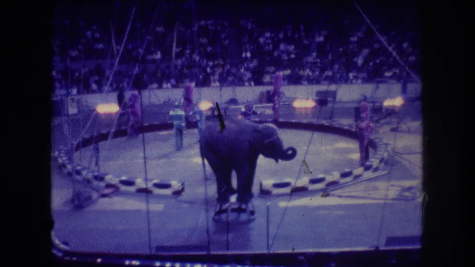 The elephant remains on the center stool in the Boston circus ring, with performers spaced around the circular barrier and the crowd visible in the background.
