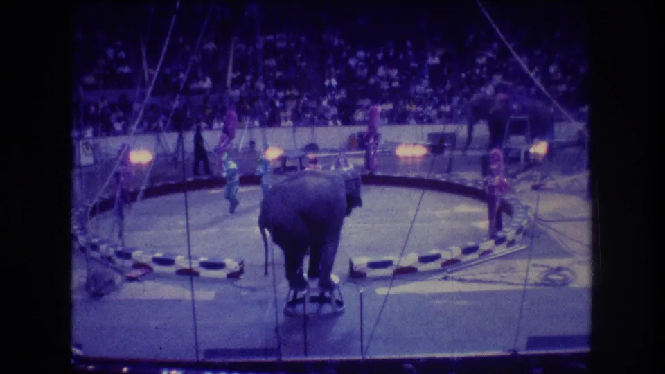 From the audience viewpoint, the elephant is seen from behind on the stool while performers, ring barriers, and a full arena crowd remain visible in the 1974 Boston circus footage.