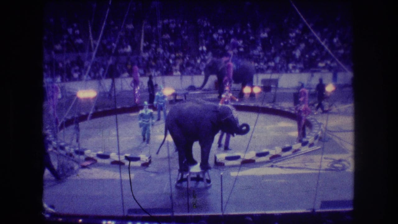 1974 Boston home-movie frame showing an elephant on a low stool in a circus ring while costumed trainers stand nearby and the audience watches from the stands.