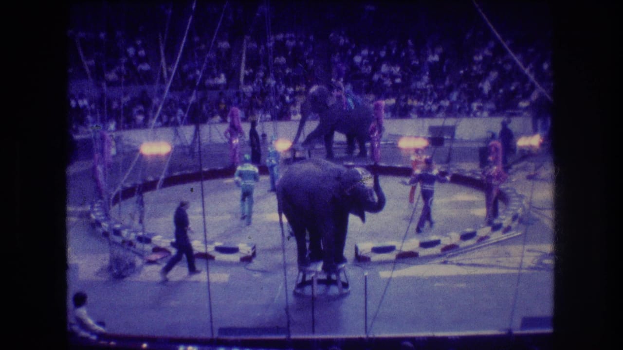 1974 Boston circus footage frame with one elephant centered on a stool, another elephant in the background, trainers around the ring, and spectators filling the stands.