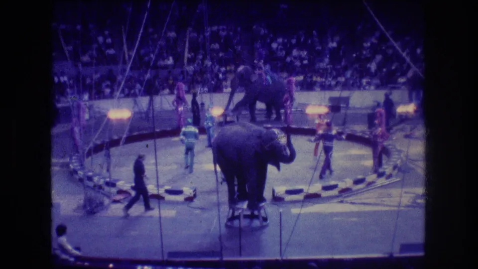 1974 Boston circus footage frame with one elephant centered on a stool, another elephant in the background, trainers around the ring, and spectators filling the stands.