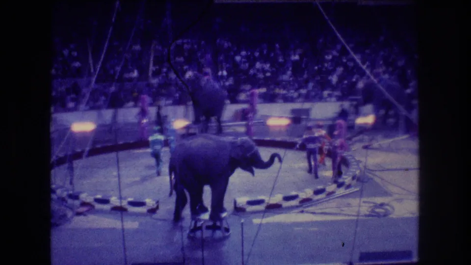 1974 Boston home-movie frame showing an elephant balancing on a stool near the front of the circus ring while trainers in colorful outfits move around the act.