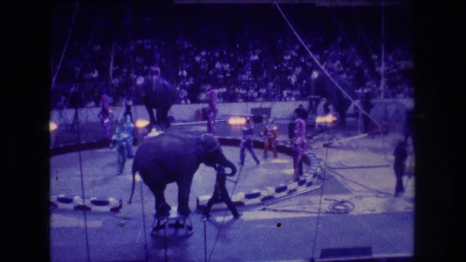 1974 Boston circus frame with a foreground elephant near a trainer, another elephant raised on a stool in the background, and costumed performers spread across the ring.