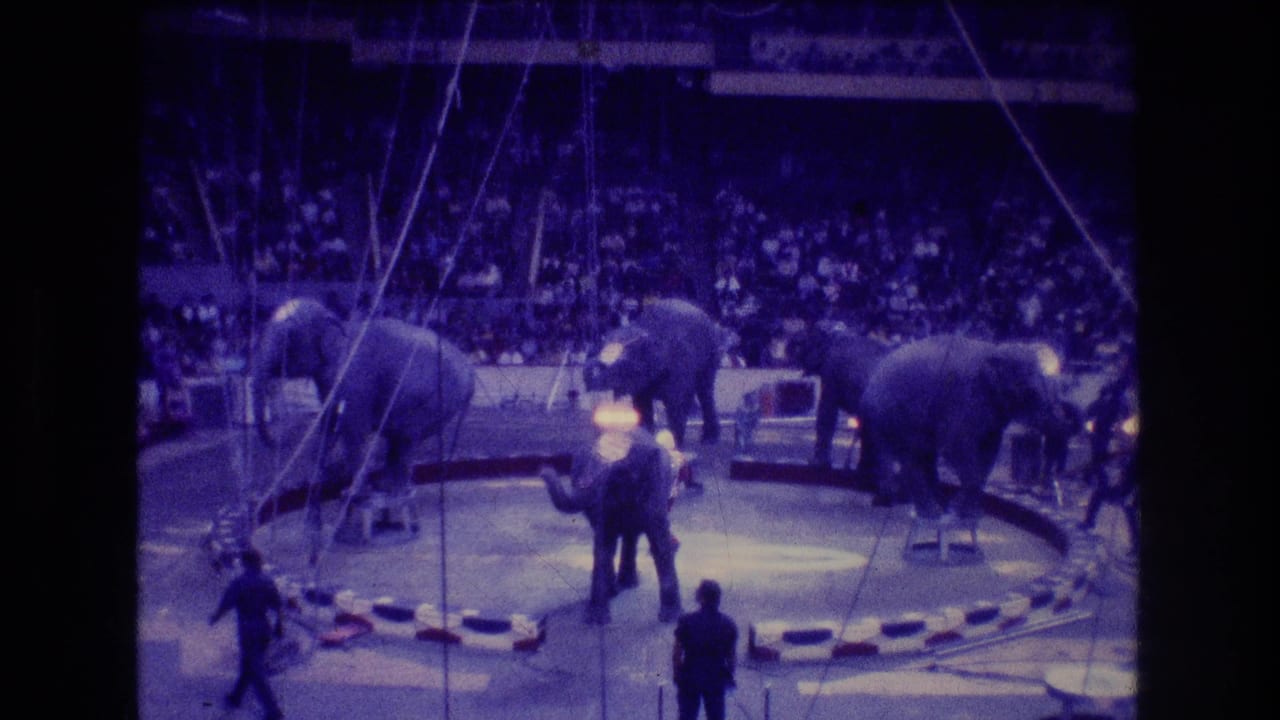 Three elephants stand around a circus ring with handlers and spectators in the background.