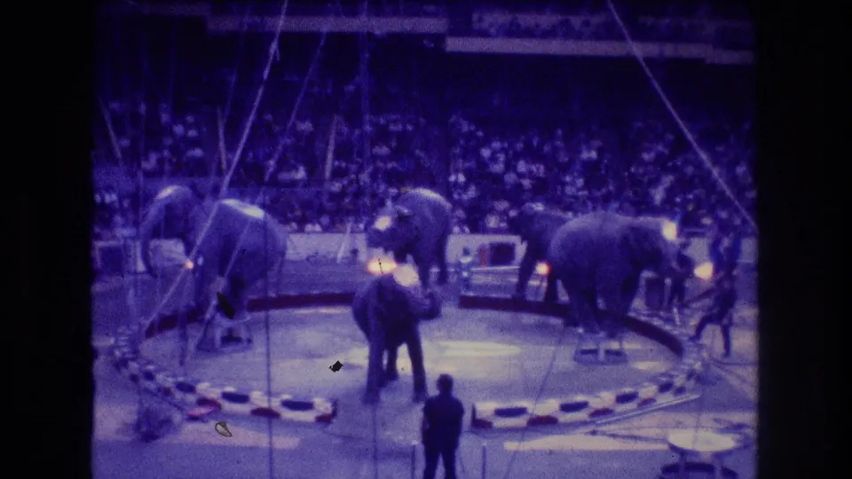 1974 Boston 8mm frame showing elephants in an indoor circus ring, with handlers on the floor, a silhouetted spectator or staff member in the foreground, and audience seating behind.