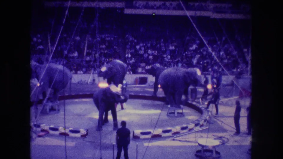 1974 Boston circus home-movie frame showing elephants arranged on platforms and around the ring, with handlers, rigging lines, a silhouetted figure, and spectators in the indoor arena.