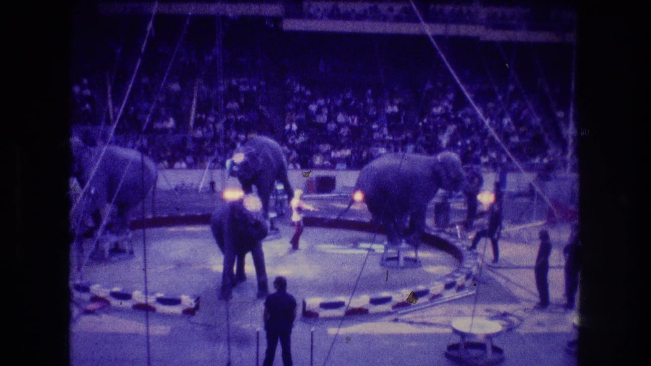 Elephants and trainers stand in a circus ring before a large seated audience.