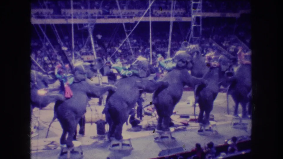 Boston 1974 home-movie frame showing a larger grouping of elephants in the ring, with trainers in colorful costumes and audience seating behind them.