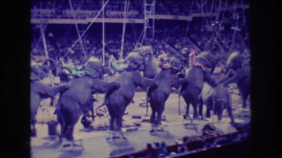 Boston 1974 8mm frame with elephants clustered across the circus ring, trainers positioned nearby, and a full audience visible beyond the ring.