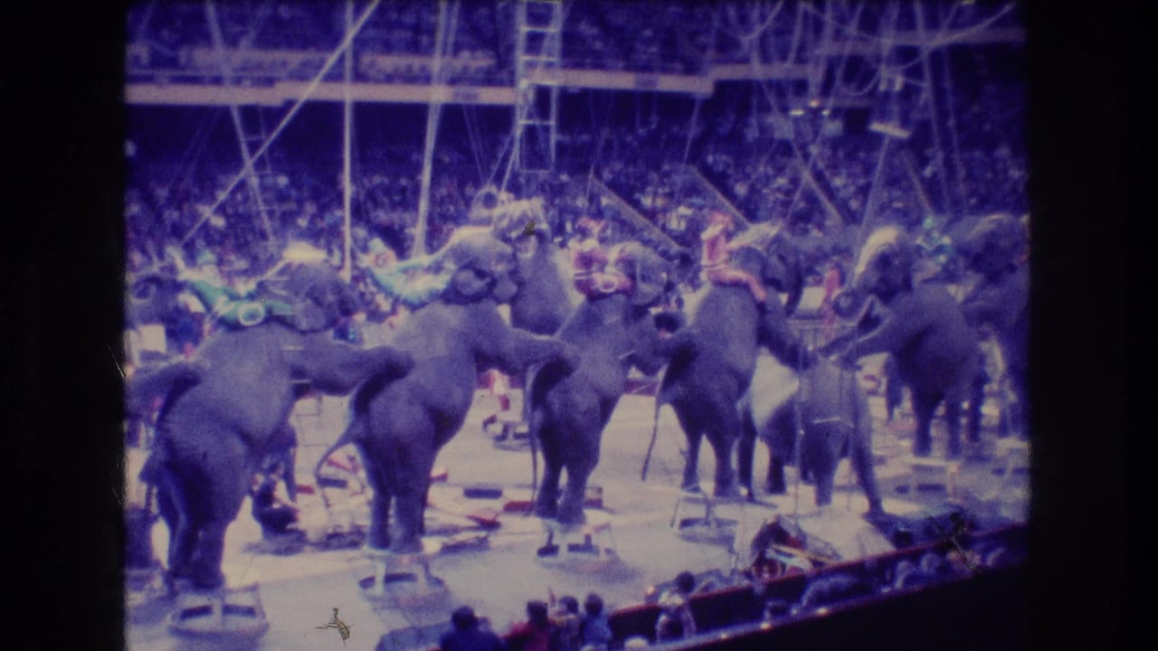 Elephants lined up inside a circus arena with riders and audience seating behind them.