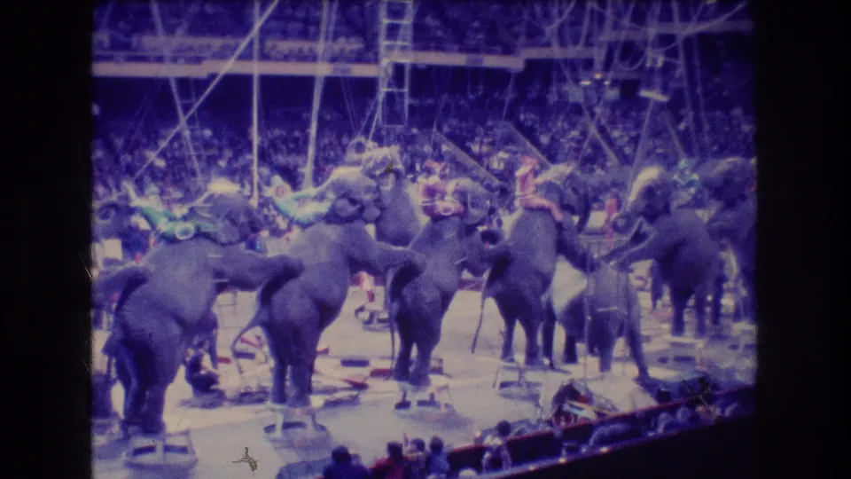 1974 Boston home-movie frame showing several elephants lined up on an indoor circus floor with riders or handlers, overhead rigging, and a packed audience in the stands.