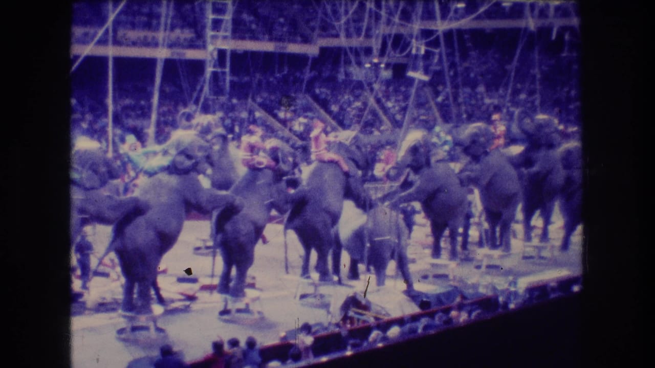 A row of elephants stands in an indoor arena as spectators watch from the background.