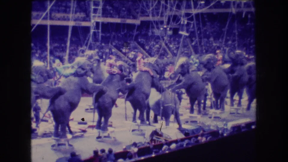 1974 Boston circus frame with elephants arranged across the arena floor, distant performers among them, visible ropes overhead, and stadium seating filled with spectators.