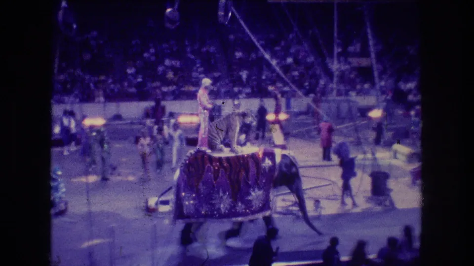 In a 1974 Boston circus scene, a decorated elephant moves across the indoor ring with a tiger perched on its back as performers and spectators appear around the arena.