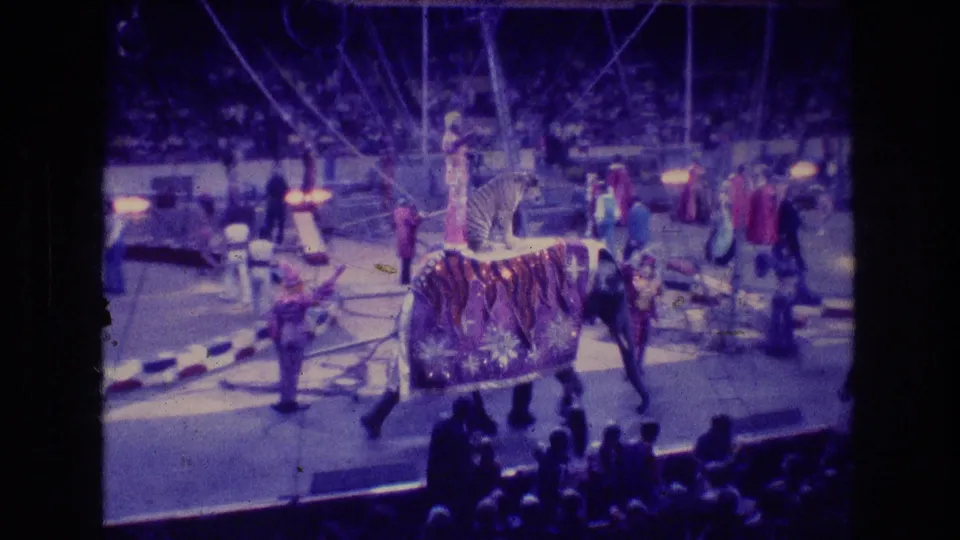 The elephant and tiger continue across the Boston circus ring while costumed workers stand nearby and the seated audience fills the background.