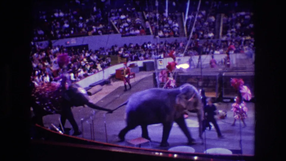 Boston 1974 circus home-movie frame showing two elephants crossing the foreground while handlers, costumed performers, rigging, and the seated crowd fill the arena.
