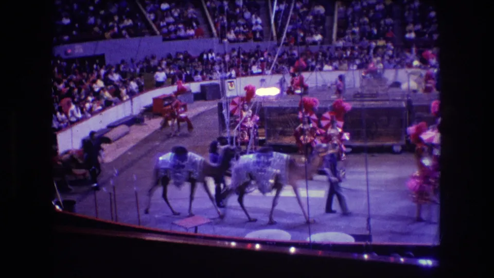 1974 Boston circus frame showing camels continuing through the ring, performers in pink and red costumes, and spectators seated behind the arena barrier.