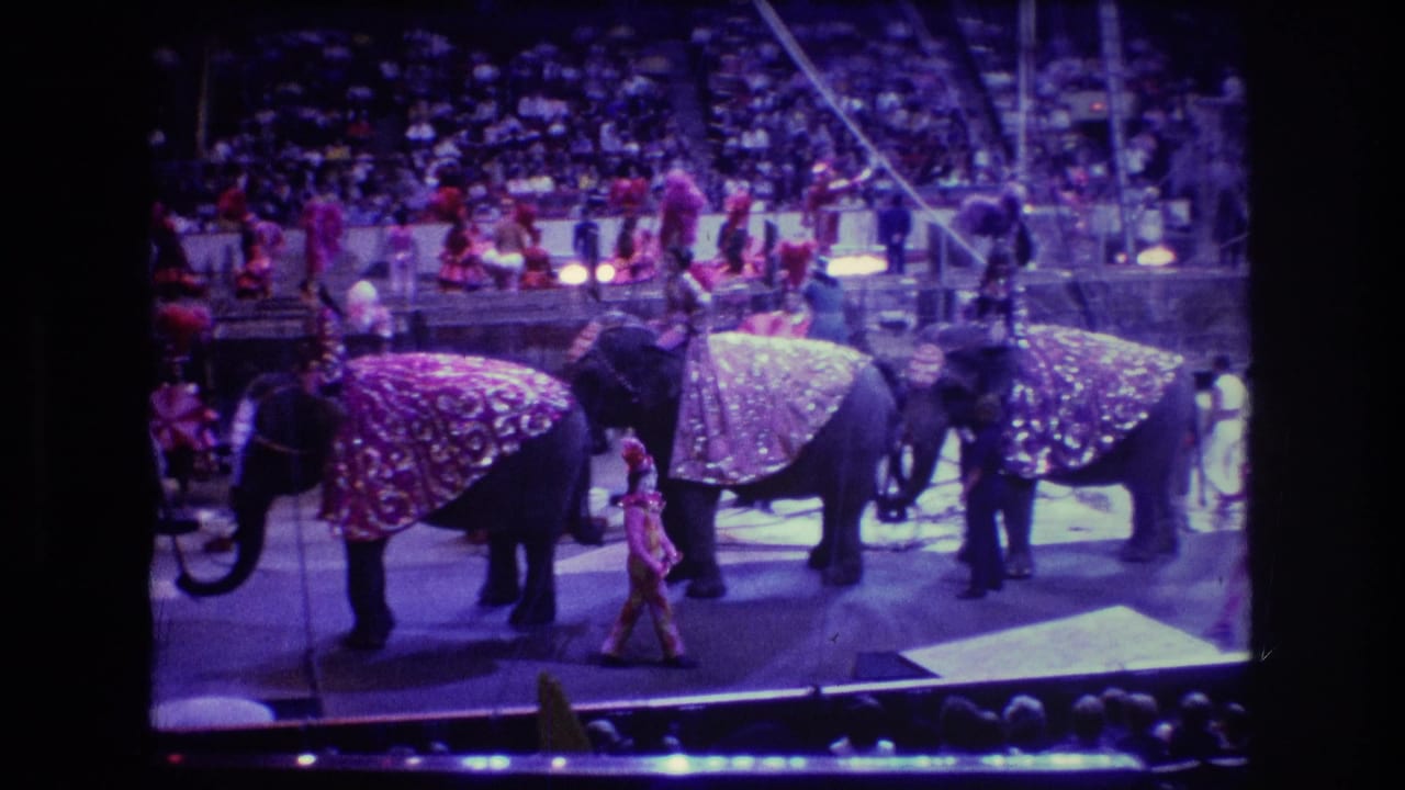 1974 Boston 8mm frame showing decorated elephants lined up in a circus ring while costumed trainers or performers stand near an audience-filled arena.